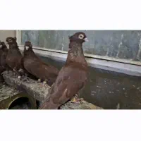کبوتر زاغ