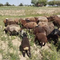 میش و بره