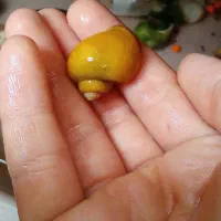 حلزون سیب     میگو    کف خوار