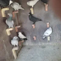 16تانرسوراخ
