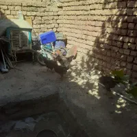 مرغ جوان