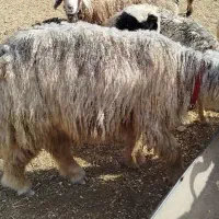 قوچ بلداجی ی رون