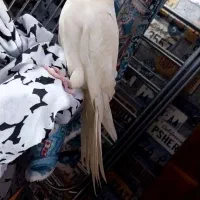 عروس هلندی رام دوستی|پرنده|تهران, باشگاه نفت|دیوار