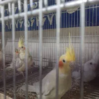 طو طی عر و س.هلندی|پرنده|نظرآباد, نظرآباد|دیوار