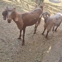 گوسفند|حیوانات مزرعه|بم, |دیوار
