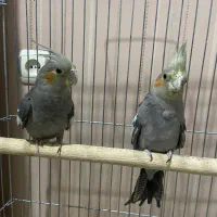 جفت جوجه عروس هلندی