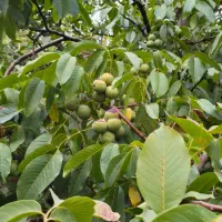 نهال گــردوی مرغوب و با سازگاری بالا|خدمات باغبانی و درختکاری|مریوان, |دیوار