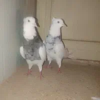 طوقی|پرنده|باوی, |دیوار