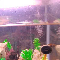 آکواریوم شرکتی شیشه خم K580 دلسا با لوازم|ماهی|شیراز, شهرک فرزانگان|دیوار