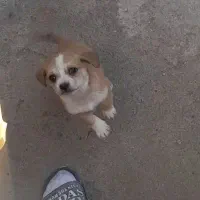 سگ پاکوتاه|سگ|کرمانشاه, |دیوار