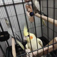 جوجه مرغ عروس