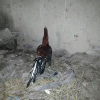 فروش خروس