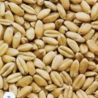 فروش گندم  ۲ تن