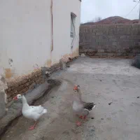 فیروزآباد روستای  رومشته مومن اباد