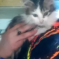 گربه نژاد دار|گربه|تهران, شوش|دیوار