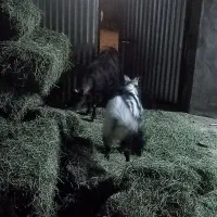 سلام بزغاله دورگ برا ی بز زدن وگله خیلی خوبه