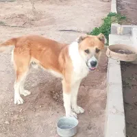 واگذاری، سگ سراب|سگ|اشتهارد, |دیوار