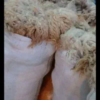 پشم گوسفندی