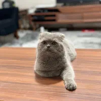 گربه اسکاتیش دبل فولد