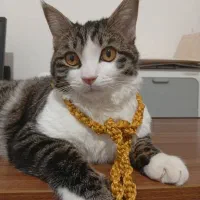 گمشده گربه سفید و خاکستری