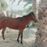 اسب نریان فروشی