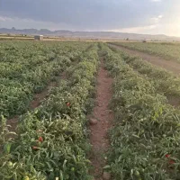 گوجه کال