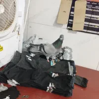 سبز کاکولی پلاکی کاکولی|پرنده|لالجین, |دیوار