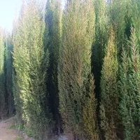 نهال سرو ناز شیراز