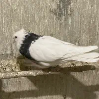 نر طوقی سرور|پرنده|قم, بکایی|دیوار