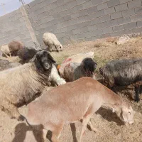 فروش،میش،بختیاری قنقر|حیوانات مزرعه|ارژن, |دیوار