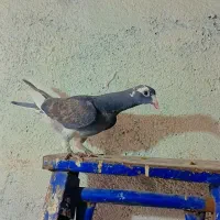 ابلغ.ساده.افشون.سادهکاکلی.سرور|پرنده|چناران, |دیوار