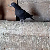 کبوتر  .پرشی|پرنده|کوهین, |دیوار