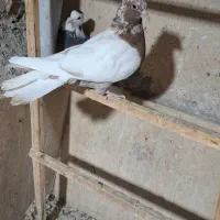 کبوتر|پرنده|گلبهار, شهر جدید گلبهار|دیوار