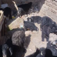 گوسفند فروشی