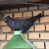 زاغ آبادانی عروسک|پرنده|آبادان, |دیوار