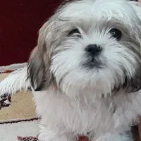 سگ شیتزوفلت