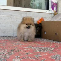 سگ پامر خرسی