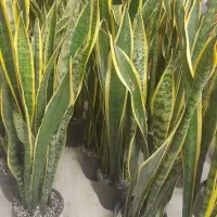 گیاه آپارتمانی سانسفریا|گل و گیاه طبیعی|اهواز, شریعتی جنوبی|دیوار