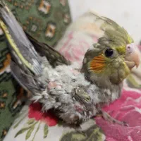 جوجه عروس هلندی