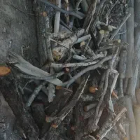 خریدوبرش چوب ضایعات ازجمله صنوبر هلو سیب وموانگور