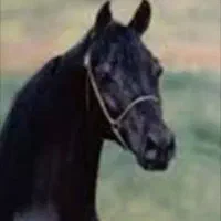 اسب سواری زیبا