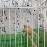 قناری|پرنده|سیرجان, |دیوار