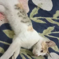 گربه گمشده در محله غفور