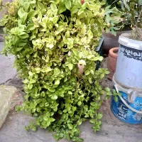 کاکتوس شاخبزی بزی یخی