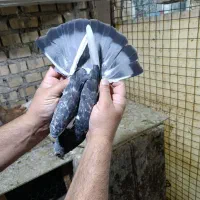 کبوترجان اردن نردرجه یک|پرنده|اهواز, کوی مندلی(سه راه خرمشهر)|دیوار