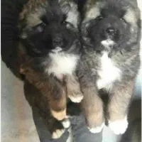 سگ قفقازی سگ ماستیف قفقازی غول پیکر|سگ|کرج, باغ سیب|دیوار