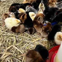 جوجه محلی جوجه کاکلی جوجه گردن لخت|حیوانات مزرعه|آستارا, |دیوار