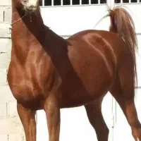 اسب