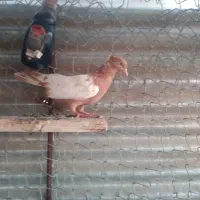 سینه زردوجوجه  اشعل|پرنده|اهواز, کوی بشارت|دیوار