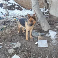 حیون سگ ژرمن|سگ|قزوین, |دیوار